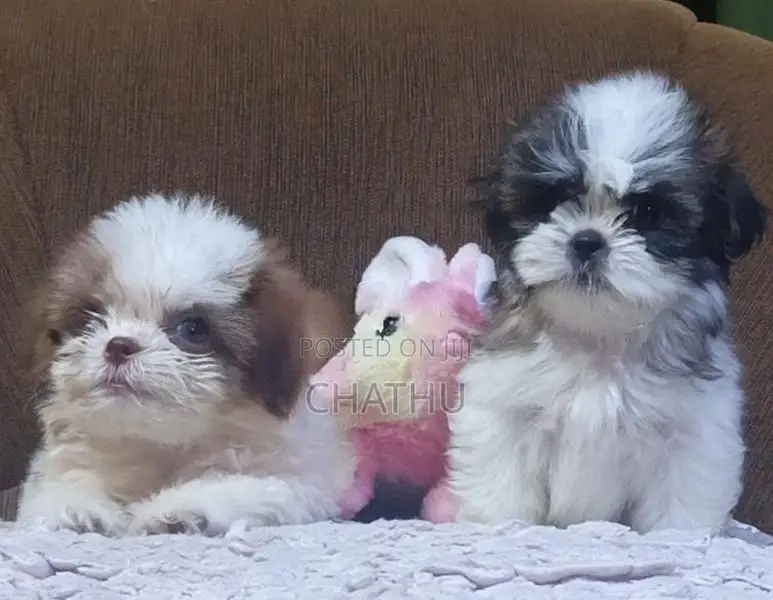 Shihitzhu Puppys