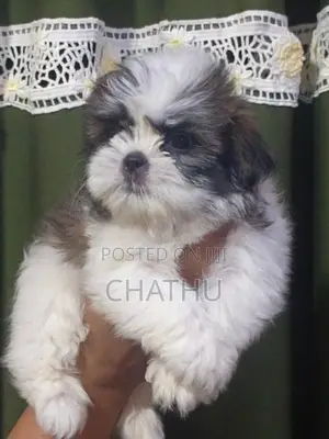 Shihitzhu Puppys
