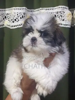 Shihitzhu Puppys