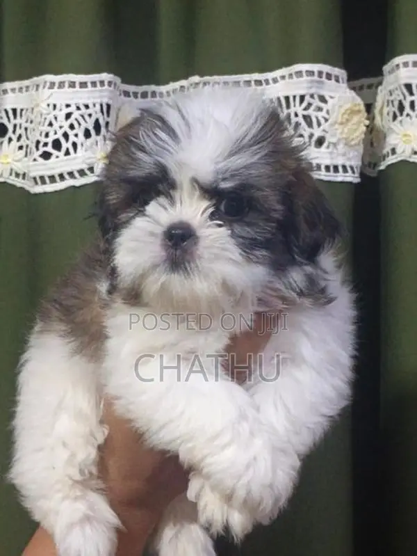 Shihitzhu Puppys