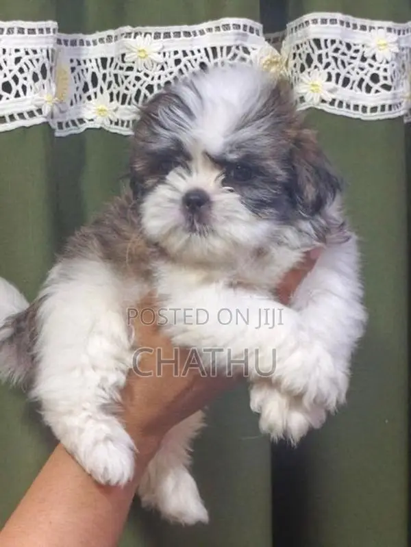Shihitzhu Puppys