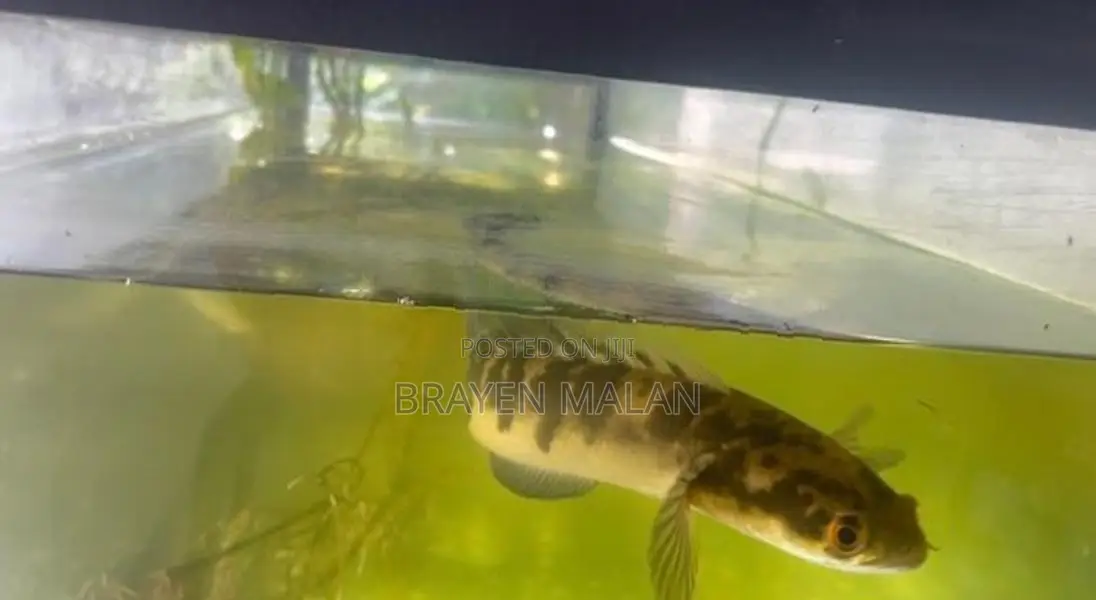 Channa Marulioides