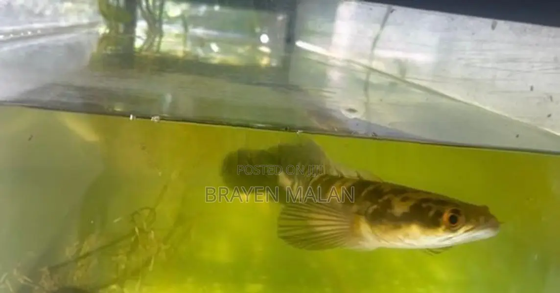 Channa Marulioides