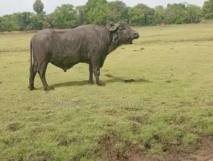 මූරා පට්ටි වස්සා