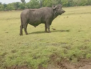 මූරා පට්ටි වස්සා