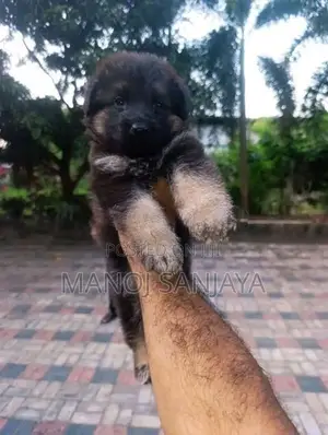 German Shepherd Longcoat Lion