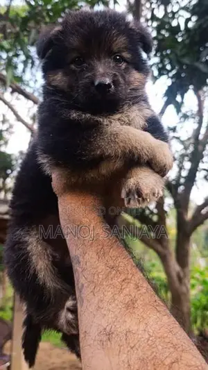 German Shepherd Longcoat Lion