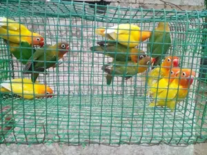 African Love Birds