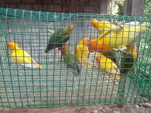 African Love Birds