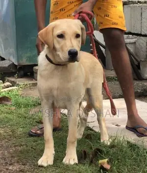Labrador Female Puppy