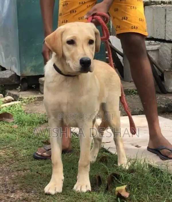 Labrador Female Puppy