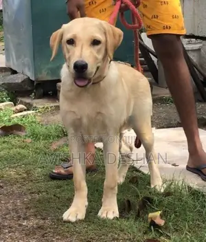 Labrador Female Puppy