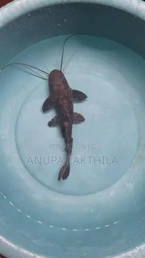 Perruno Perru Tsn Hybrid Catfish