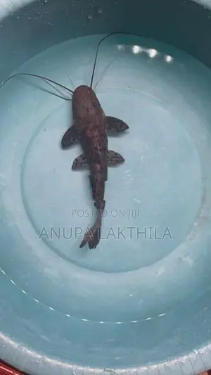 Perruno Perru Tsn Hybrid Catfish