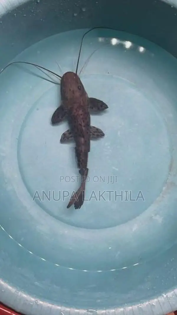 Perruno Perru Tsn Hybrid Catfish