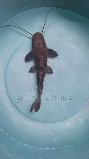 Perruno Perru Tsn Hybrid Catfish