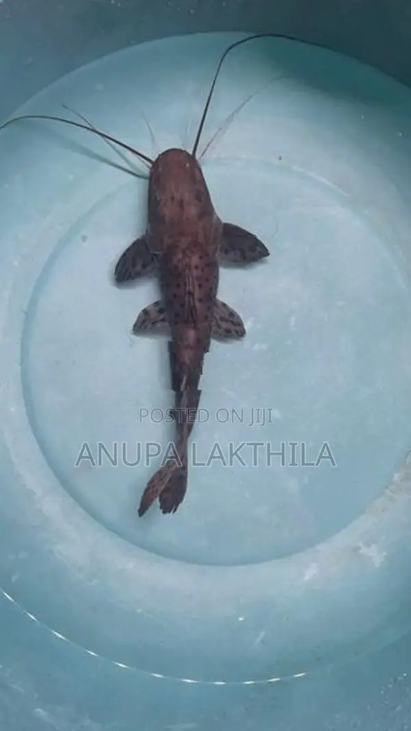 Perruno Perru Tsn Hybrid Catfish
