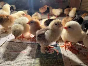 ගම්කුකුල් පැටව්
