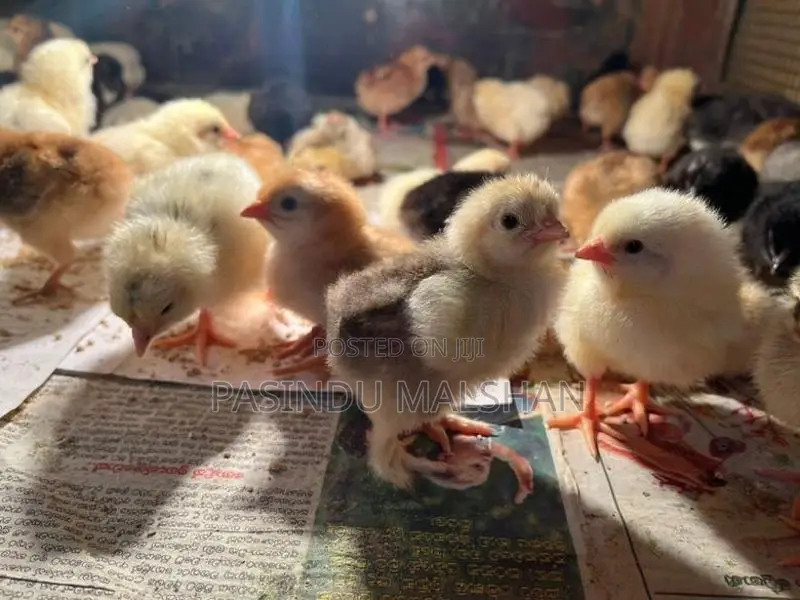 ගම්කුකුල් පැටව්