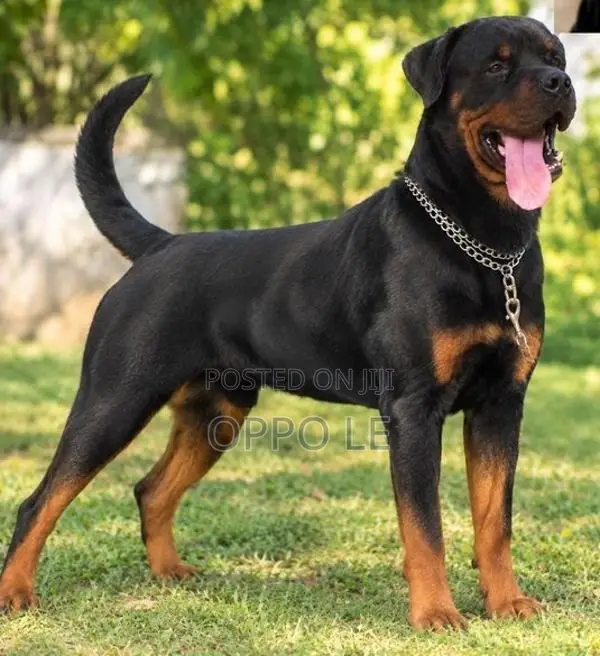 Rottweiler Dog