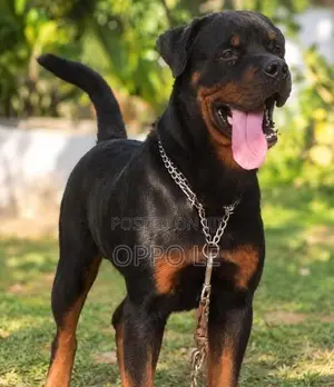 Rottweiler Dog