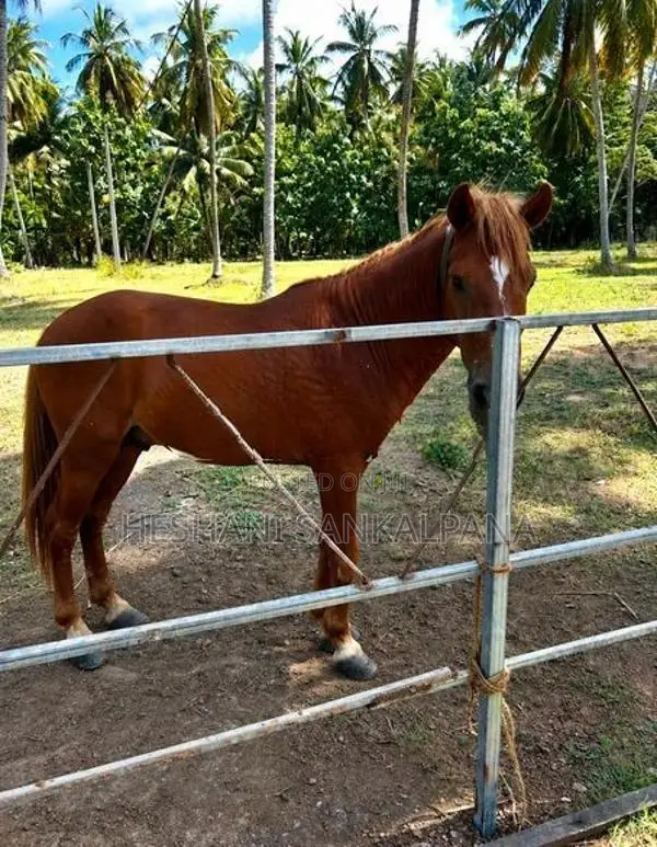 Half Breed Pony