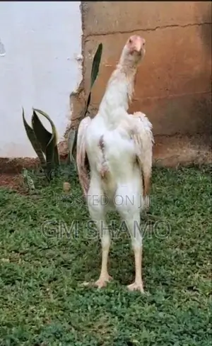 Shamo Sathun