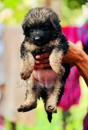 Shepherd Puppies