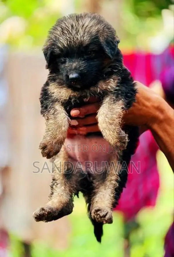 Shepherd Puppies
