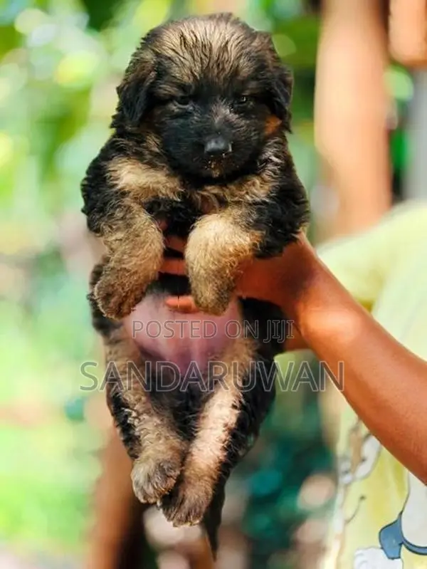 Shepherd Puppies