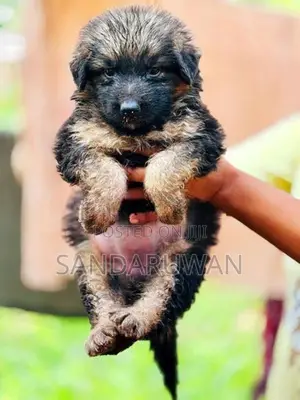 Shepherd Puppies