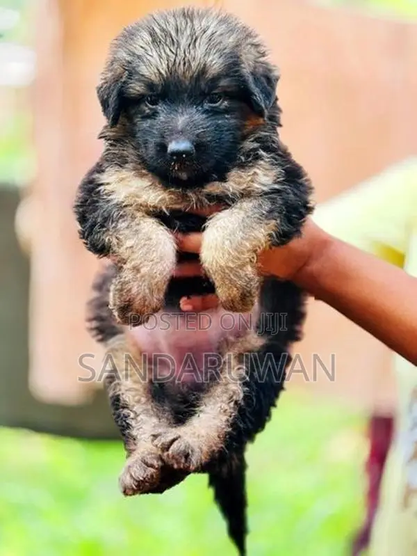 Shepherd Puppies