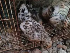 Bantom Chican