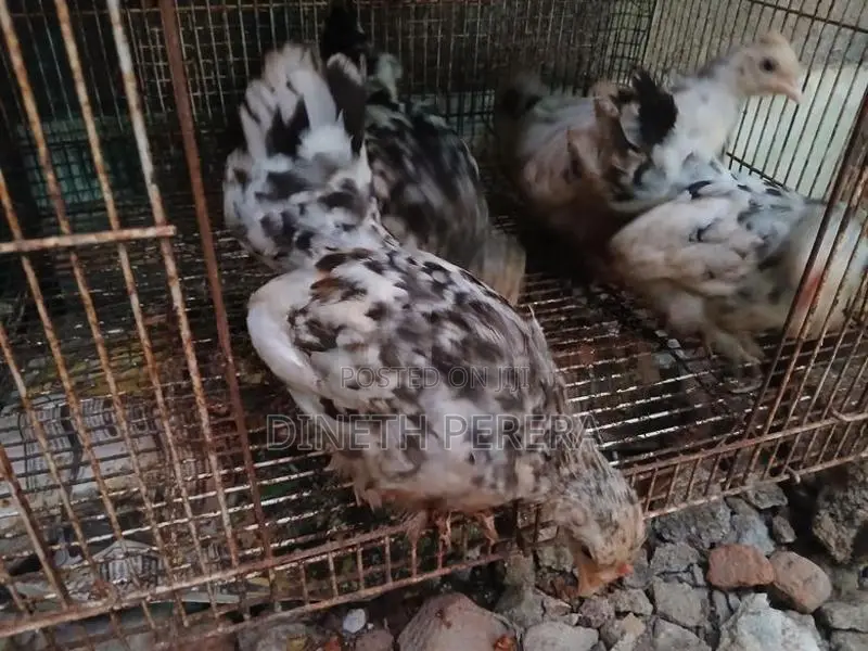 Bantom Chican
