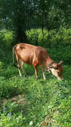 සාහිවර් වැස්සි
