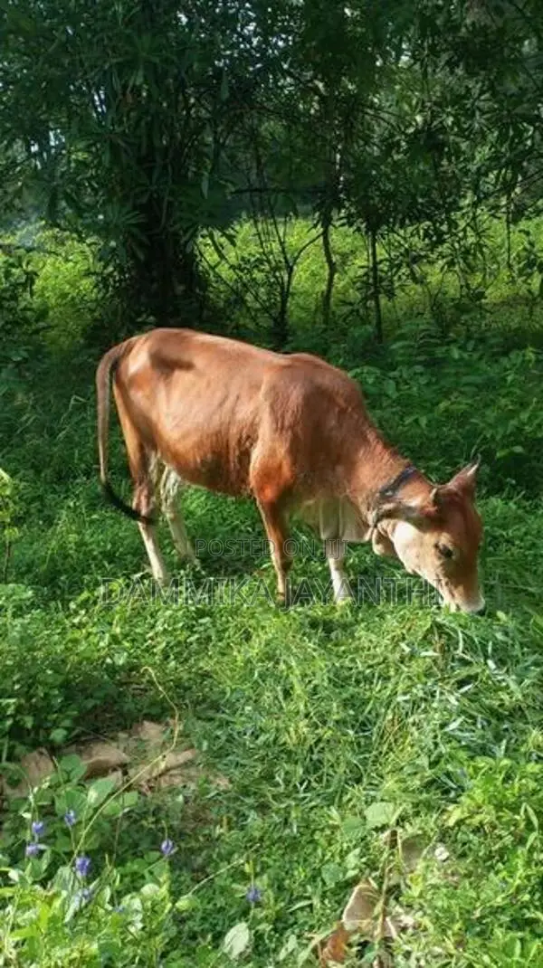 සාහිවර් වැස්සි