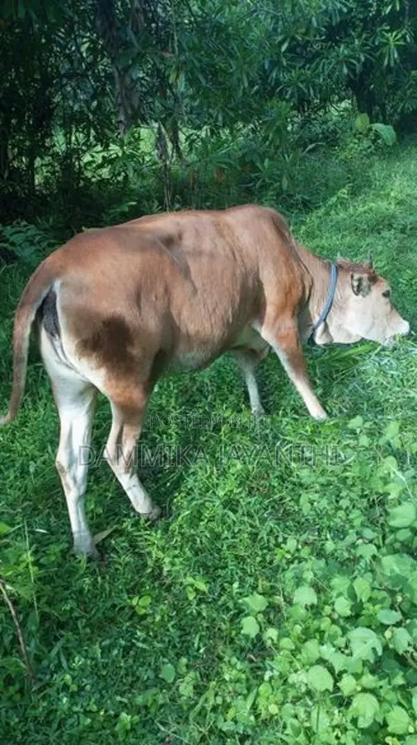 සාහිවර් වැස්සි