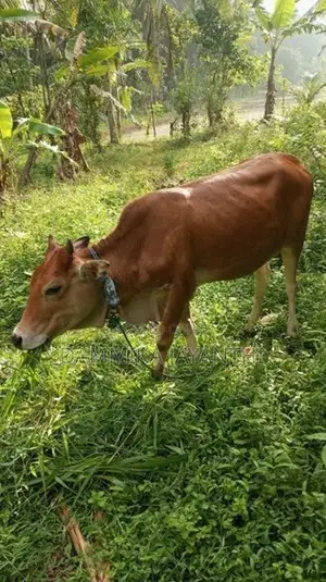 සාහිවර් වැස්සි