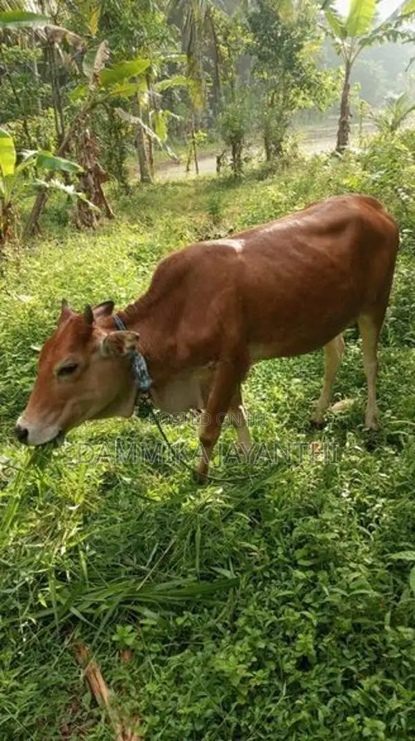 සාහිවර් වැස්සි
