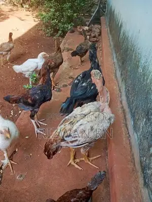 ஆரோக்கியமாக வழந்த நாட்டு கோழி