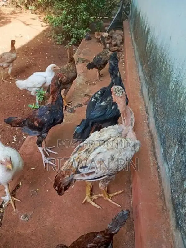 ஆரோக்கியமாக வழந்த நாட்டு கோழி