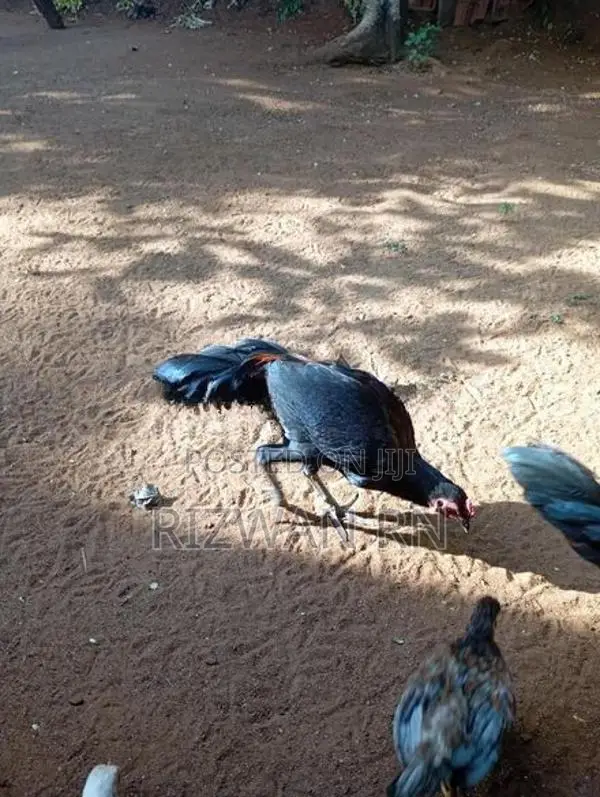 ஆரோக்கியமாக வழந்த நாட்டு கோழி