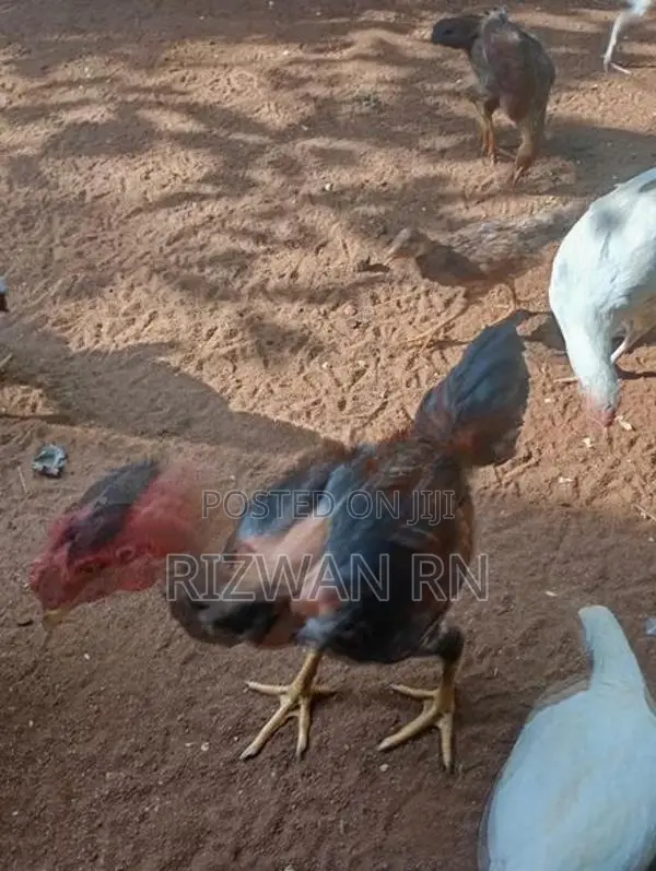 ஆரோக்கியமாக வழந்த நாட்டு கோழி