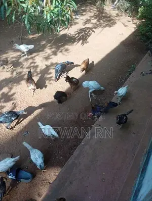 ஆரோக்கியமாக வழந்த நாட்டு கோழி