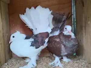 Breeding Sets