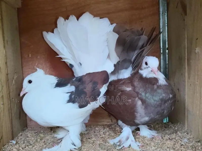 Breeding Sets