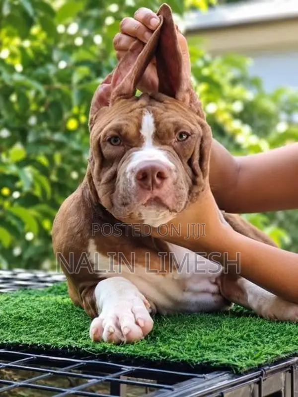 American Bully Xl