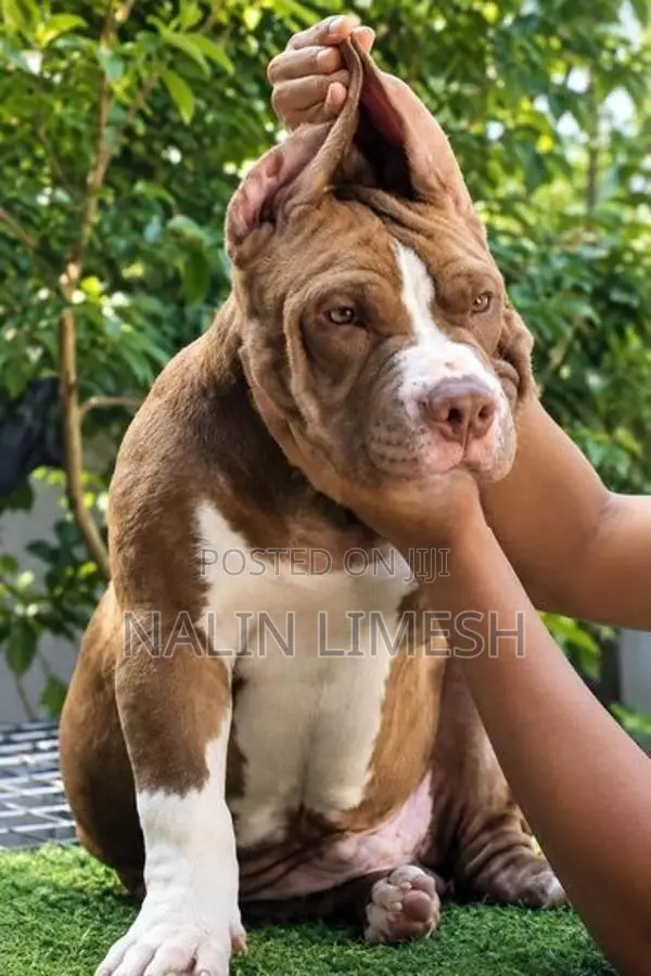 American Bully Xl