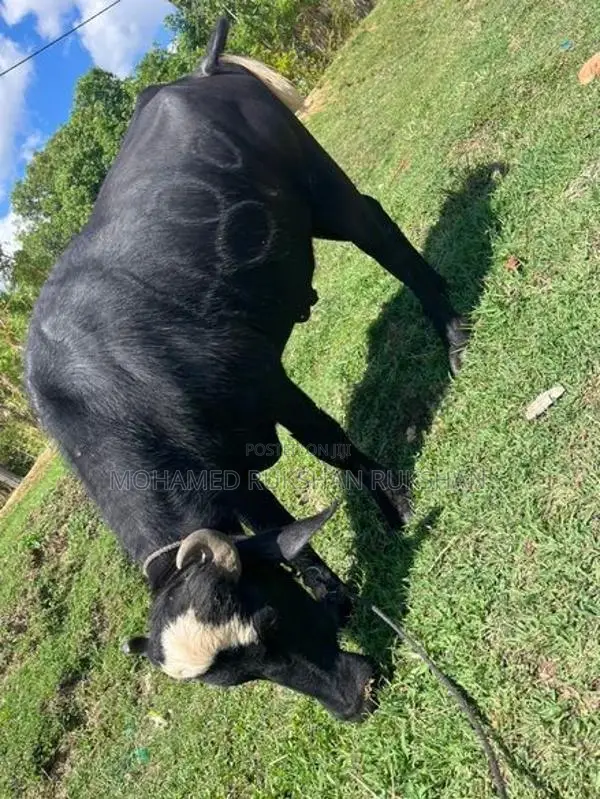Buffalo