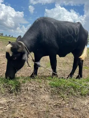 Buffalo